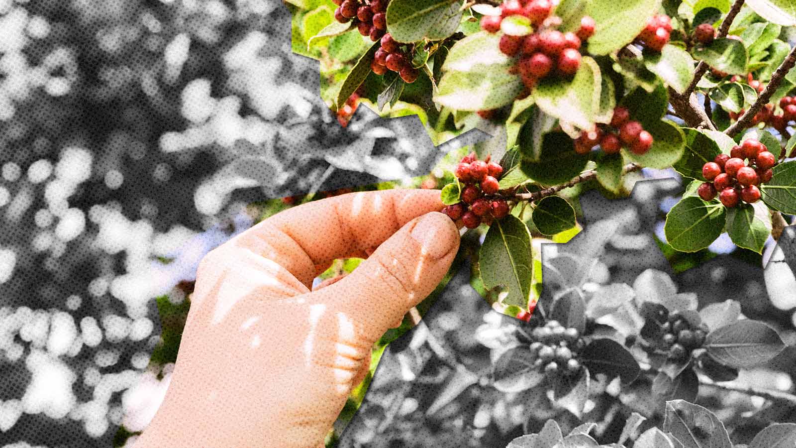 mão colhe um grão do fruto do café diretamente da árvore