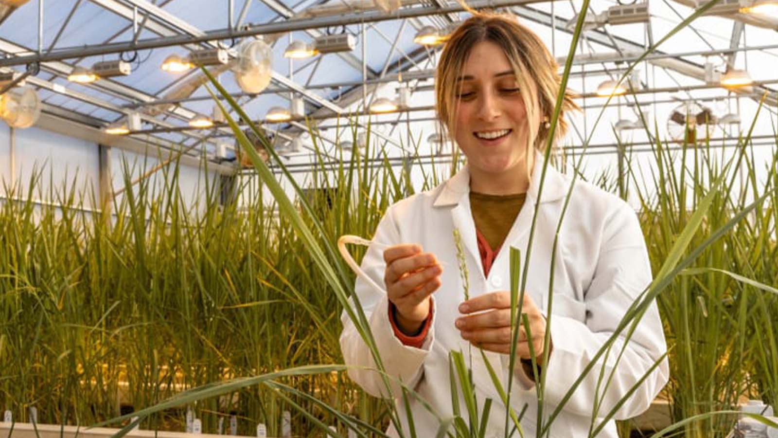 Produção de arroz na Califórnia adere a boas práticas e aumenta a atratividade do produto