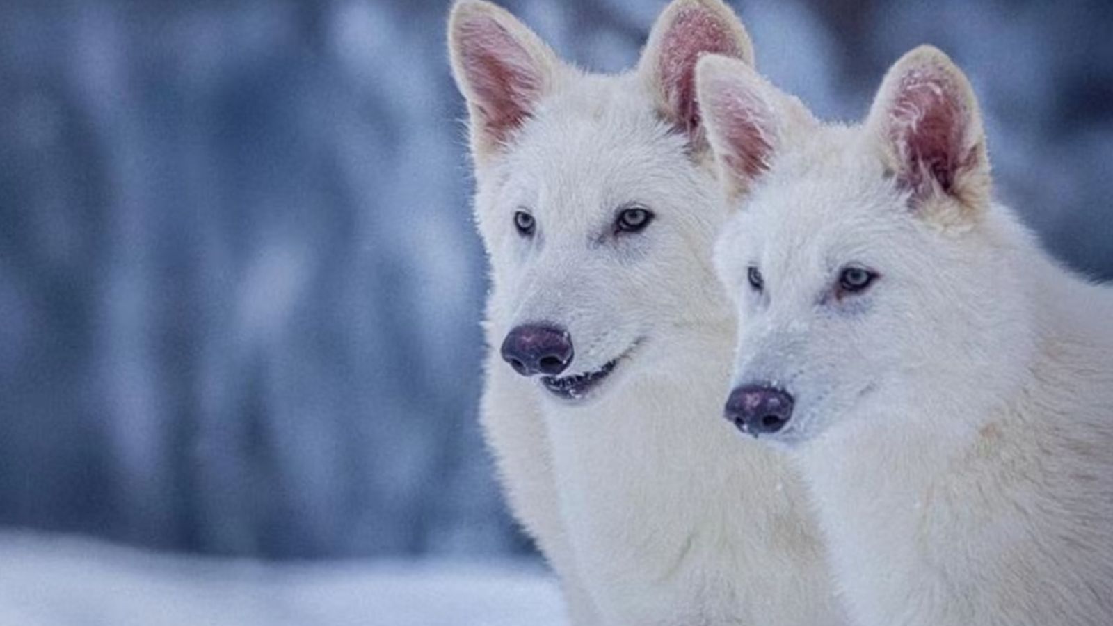 Empresa "revive" filhotes da espécie lobo-terrível