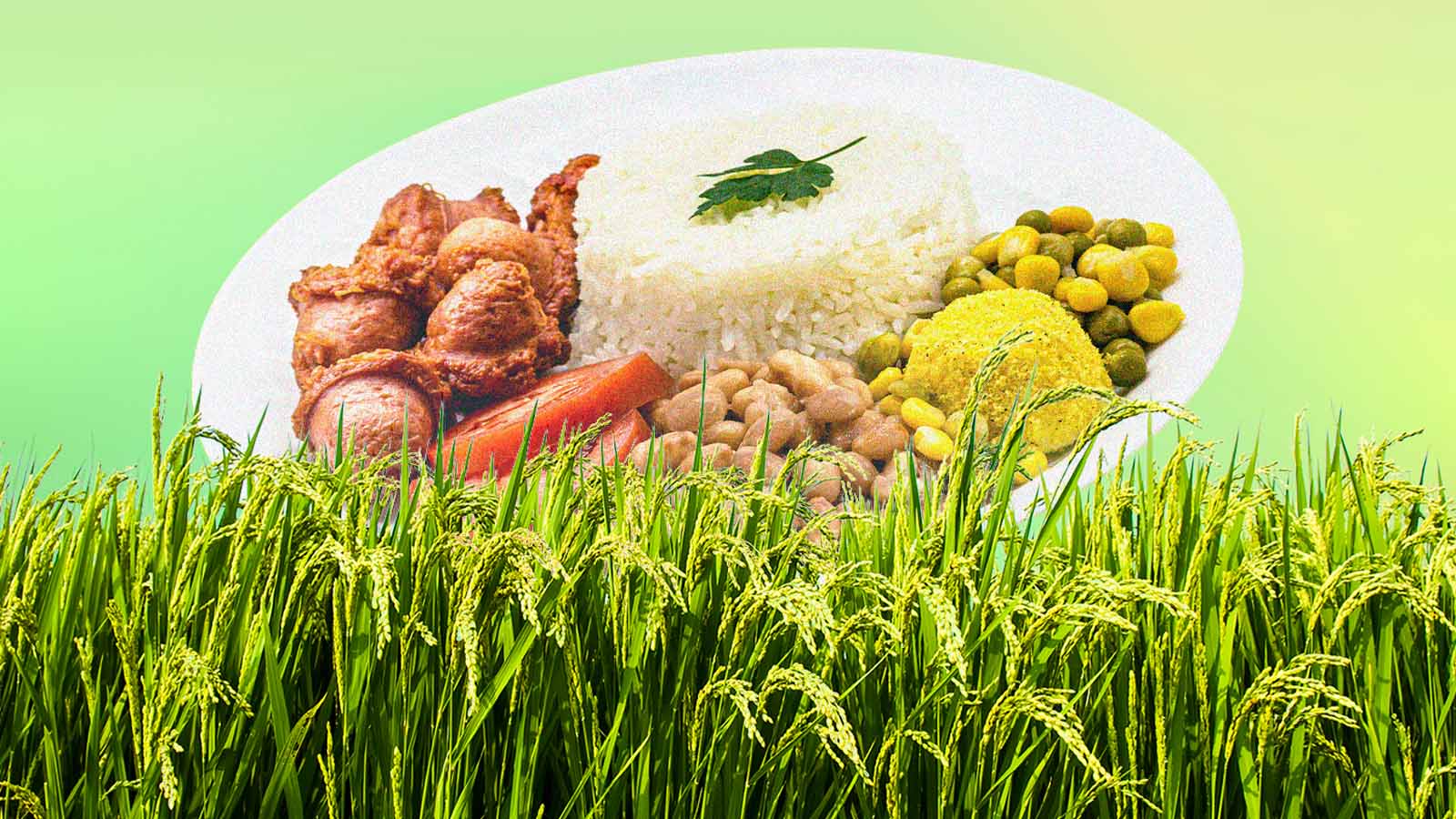 arroz sofre com a contaminação por metais pesados