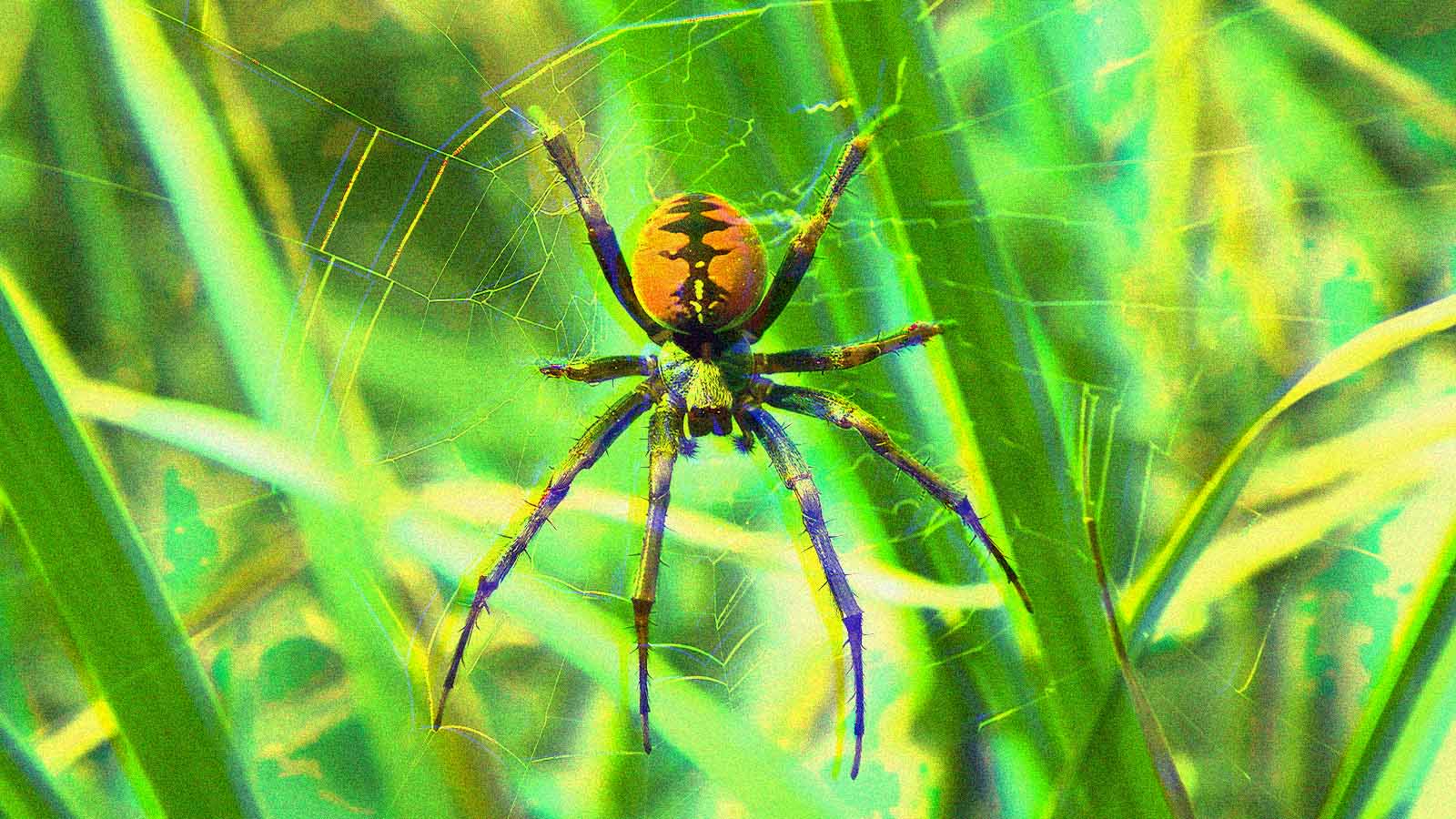 aranha tecendo sua teia em meio a árvores