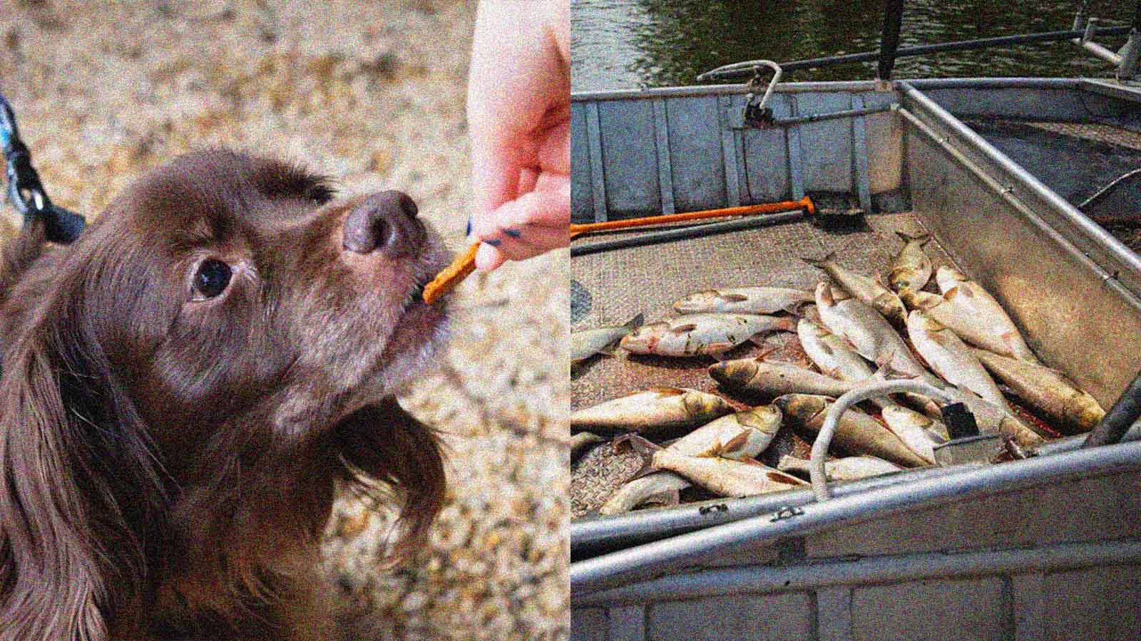 Este petisco transforma pets em aliados do meio ambiente